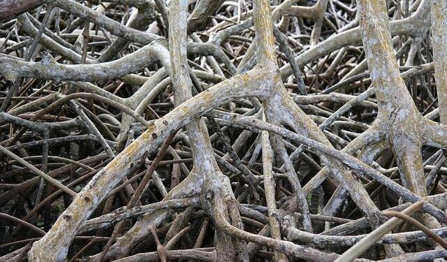 Air Canada Launches Exciting New Flights to Martinique from Toronto!