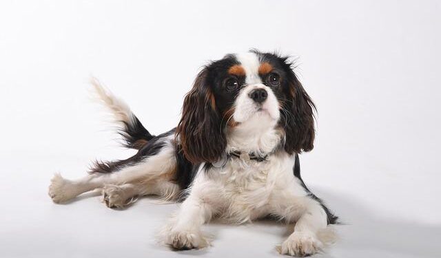 King Charles III Makes History with First State Visit to the U.S. for America’s 250th Independence Celebration!