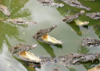 Caribbean Nation Faces Turmoil Amid Rising U.S.-Maduro Tensions