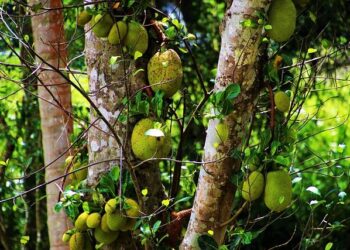 Laura Fernández Triumphs in a Dazzling Costa Rican Victory!