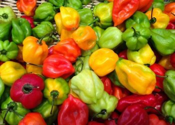 Indy Shines: The Unforgettable Impact of the Porsche Carrera Cup North America’s Inaugural Season