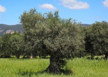 Rooted in Friendship: The Power of Tree-Planting in US-Bermuda Relations