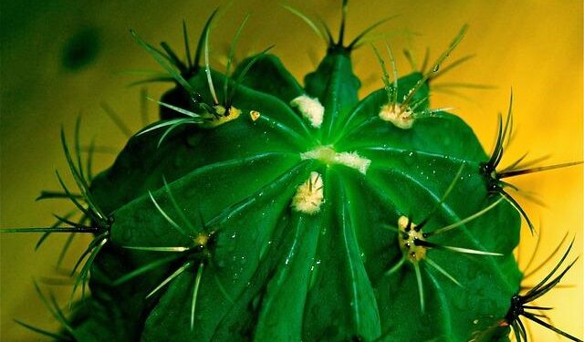 Exciting News: Over a Million New Seats to AUA from North America for Two Years Running!