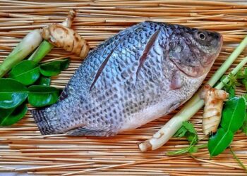 Brazil’s Bold Move: Expanding Tilapia Strategy Across Latin America Amid US Market Challenges