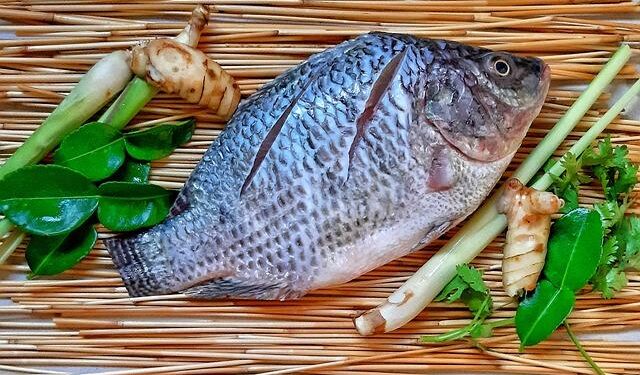 Brazil’s Bold Move: Expanding Tilapia Strategy Across Latin America Amid US Market Challenges