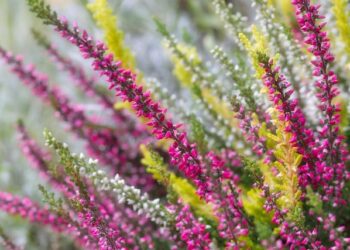 Erika Kirk and Sarah Huckabee Sanders Team Up for an Exciting New Venture in Arkansas!