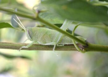 Suriname’s Rainforest: An Unexpected Journey Full of Surprises!