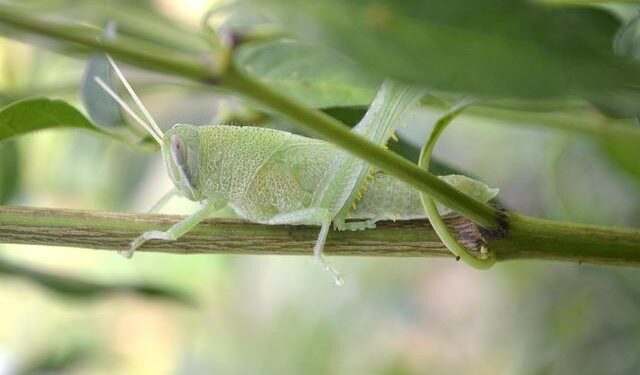 Suriname’s Rainforest: An Unexpected Journey Full of Surprises!