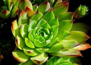 US Embassy Issues Strong Warning: Caribbean Nationals Beware of Birth Tourism Visa Misuse!