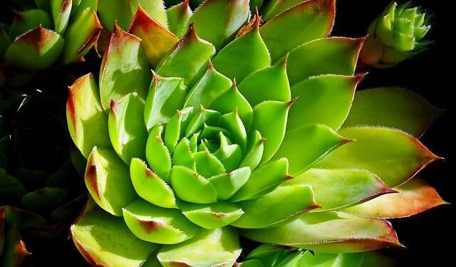 US Embassy Issues Strong Warning: Caribbean Nationals Beware of Birth Tourism Visa Misuse!