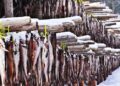 Unlocking the Economic Potential of Alaska Pollock: Exploring Its Impact on the US and Alaskan Economies