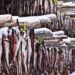 Unlocking the Economic Potential of Alaska Pollock: Exploring Its Impact on the US and Alaskan Economies