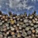 Suriname’s Logging Boom: Forest Communities Battle for Their Land Rights