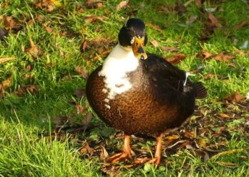 Socceroos Set for Glory: Exciting World Cup Draw on the Horizon!