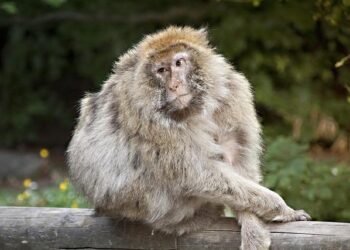 Discover the Ultimate Weather Guide for Salem, Saint Peter, and Montserrat!