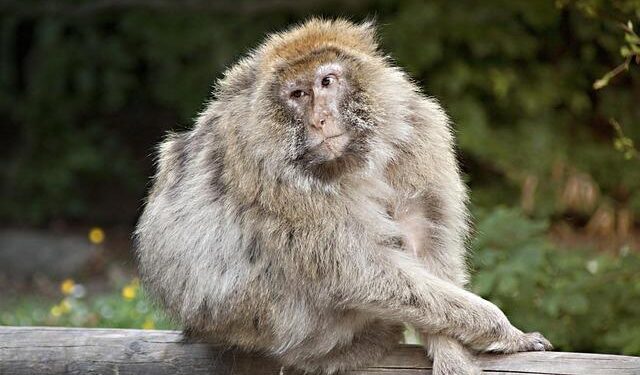 Discover the Ultimate Weather Guide for Salem, Saint Peter, and Montserrat!