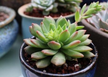 Marcus McDonald: The Rising Star Leading Jamaica’s Charge for the 2027 Basketball World Cup!