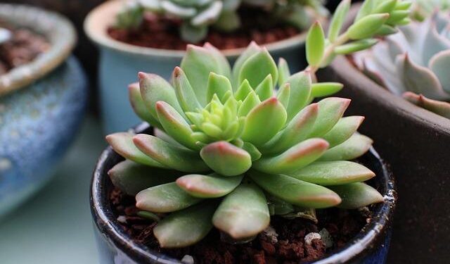 Marcus McDonald: The Rising Star Leading Jamaica’s Charge for the 2027 Basketball World Cup!