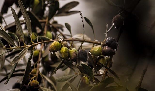 Embracing Rain: A Path to a Sustainable Future for Guatemala