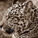 Rare ‘Cloud Jaguar’ Sighting After a Decade Sparks New Hope for Conservation in Honduras