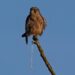 Discover the Hidden Treasures of an Ancient South American Kingdom Powered by Bird Guano!