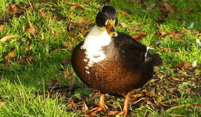 Socceroos Gear Up for Epic World Cup Clash Against America and Paraguay!