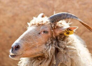 Unveiling America’s 1,000 Most Beloved First Names!