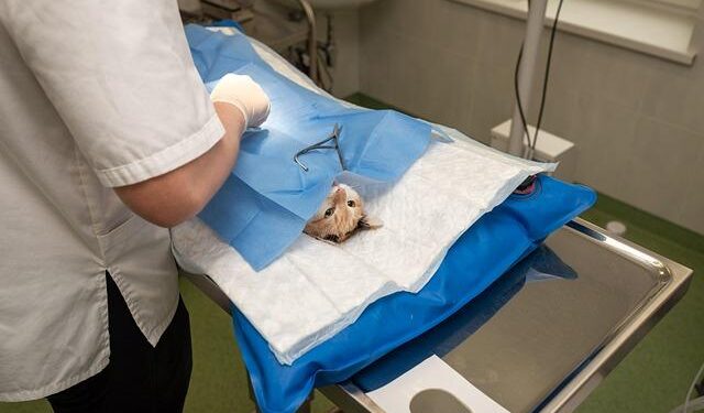 Revealing America’s Hidden Legacy: The Shocking Truth Behind Unwanted Sterilization and Eugenics