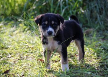 Driving Transformation: Key Takeaways from the XXII Forum of Ministers of Environment in Latin America and the Caribbean