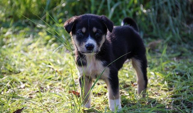 Driving Transformation: Key Takeaways from the XXII Forum of Ministers of Environment in Latin America and the Caribbean