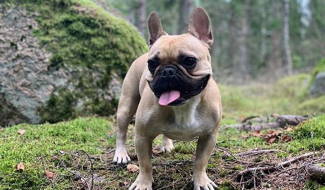 Tyson Shines at the 32nd International Optimist Regatta in St. Thomas!