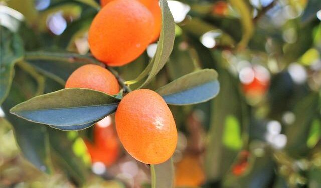 Uniting Nations: The Impact of the Wisconsin-Nicaragua Partnership in Challenging Times