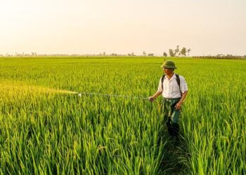 Unearthing the Dark Legacy: The Haunting Impact of a Banned Pesticide in the French Caribbean
