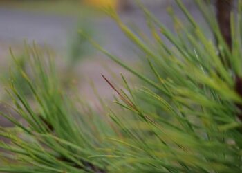 Unveiling the Treaty of Guadalupe Hidalgo: A Pivotal Moment in the Mexican-American War