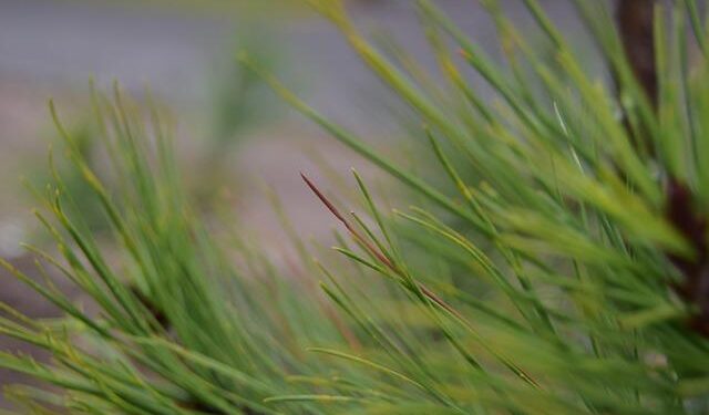 Unveiling the Treaty of Guadalupe Hidalgo: A Pivotal Moment in the Mexican-American War