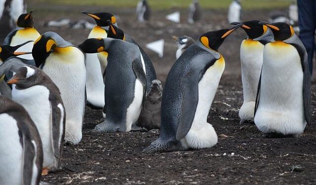 Falklands: A Pivotal Moment in UK-US Relations