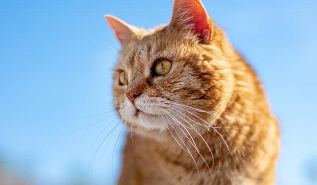 Unpacking Gender Dynamics in Latin America and the Caribbean: A Deep Dive into Social Change