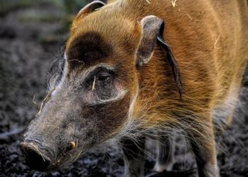 Acuff Dazzles as Hogs’ Unanimous 1st Team All-American and Teams Up with Thomas for NABC All-District Recognition!