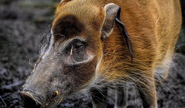 Acuff Dazzles as Hogs’ Unanimous 1st Team All-American and Teams Up with Thomas for NABC All-District Recognition!