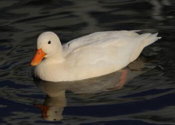 Get Ready for an Unforgettable Night: The iHeartCountry Festival 2026 in Austin Delivers Star-Studded Performances and Electric Energy!