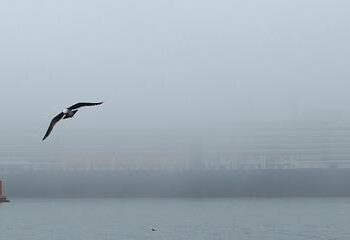 Unveil the Enchantment of St. Kitts and Nevis with Holland America Line!