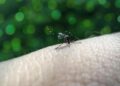 Alert: Surge in Dengue Cases Threatens Nicaragua’s Health!