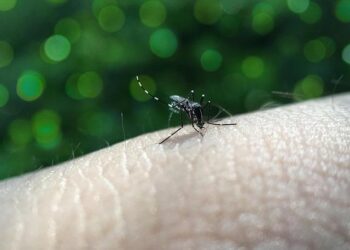 Alert: Surge in Dengue Cases Threatens Nicaragua’s Health!