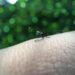 Alert: Surge in Dengue Cases Threatens Nicaragua’s Health!