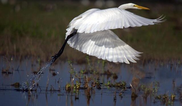 Exciting New Era: Direct Flights from Miami to Venezuela Return After 7-Year Break!