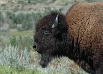 Unveiling an Exciting Lineup for the Theodore Roosevelt Presidential Library Opening and America 250 Festivities!