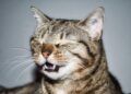 Decoding the Secrets: The American Sneeze vs. The Caribbean Cold