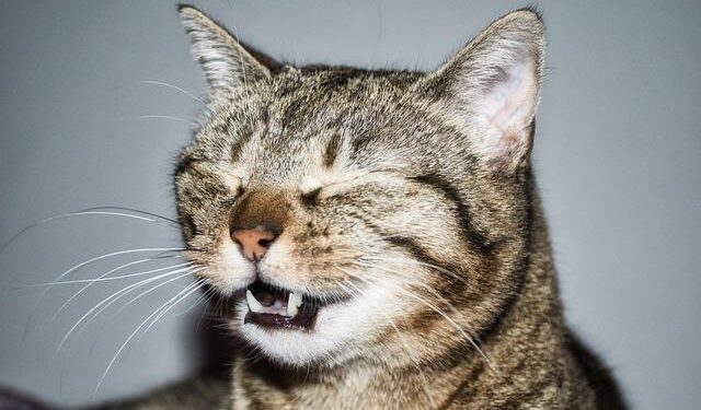 Decoding the Secrets: The American Sneeze vs. The Caribbean Cold