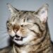 Decoding the Secrets: The American Sneeze vs. The Caribbean Cold