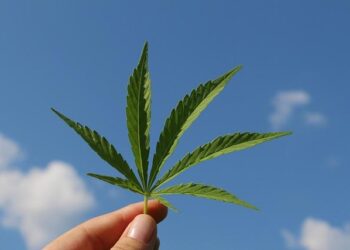 Unveiling Alabama’s Hemp Law: Essential Insights You Can’t Miss!